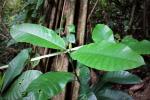 : - Tabernaemontana stapfiana