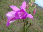 : - Epistephium lucidum