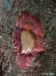 :-Couepia rufa