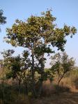 : - Hymenaea stigonocarpa