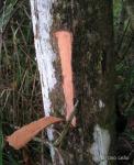 : - Xylopia frutescens