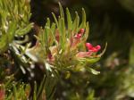 : - Adenanthos sericeus