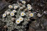 : - Leucochrysum albicans subsp. alpinum