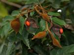 : - Ormosia monosperma