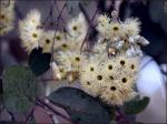 :-Eucalyptus melanophloia