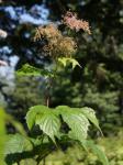 Kamtschatka-Mädesüß - Filipendula camtschatica