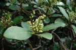 : - Corynocarpus laevigatus