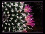 : - Mammillaria magnimamma