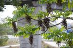 Talggiftsumach - Toxicodendron succedaneum