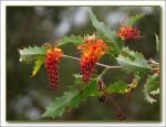 : - Grevillea aurea
