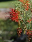 : - Grevillea dielsiana