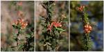 : - Grevillea tripartita subsp. macrostylis