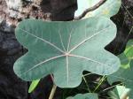 :-Manihot peltata