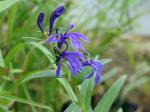 : - Lobelia sessilifolia