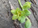 : - Manihot violacea