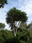 : - Polyscias murrayi