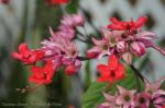 : - Clerodendrum speciosum