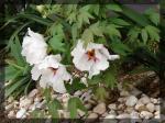 Rocks UK - Paeonia rockii