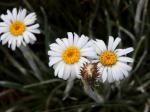: - Celmisia costiniana