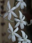 : - Aerangis biloba