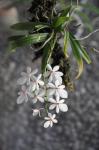 : - Aerangis luteoalba var. rhodosticta