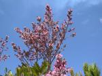: - Andira fraxinifolia