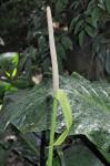 : - Anthurium protensum