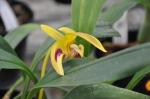 : - Bulbophyllum dearei