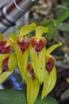 :-Bulbophyllum graveolens