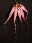 : - Bulbophyllum ornatissimum