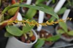 : - Bulbophyllum rufinum