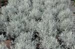 : - Leucophyta brownii