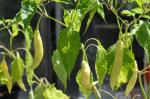 : - Capsicum baccatum var. pendulum