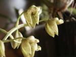 : - Catasetum atratum