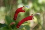 : - Centropogon cornutus