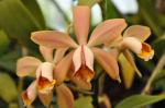 : - Cattleya forbesii