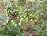 : - Cissus erosa