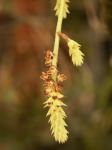: - Cleisomeria lanatum