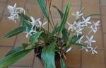 : - Coelogyne huettneriana