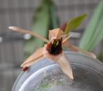 : - Coelogyne xyrekes
