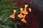 : - Comparettia ignea