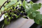 : - Dalbergia miscolobium