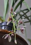 : - Cymbidium dayanum