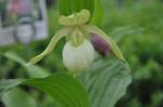 : - Cypripedium ventricosum