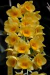 : - Dendrobium griffithianum