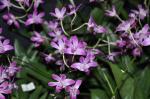 Rosa Felsenorchidee - Dendrobium kingianum