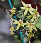 : - Dendrobium catenatum