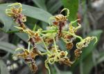 : - Dendrobium spectabile