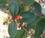 : - Eugenia punicifolia