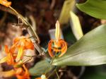 : - Dendrobium unicum